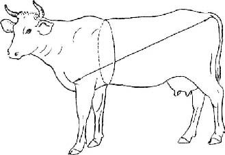 как измерить вес коровы, быка лентой