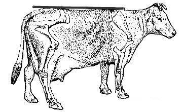 как узнать массу бык, коровы без весов